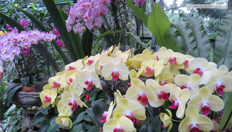 Есть здесь и современные объекты мирового значения, например сады орхидей и лучшие в мире зоопарки