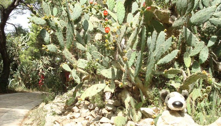 Природа острова уникальна — под соснами растут кактусы.