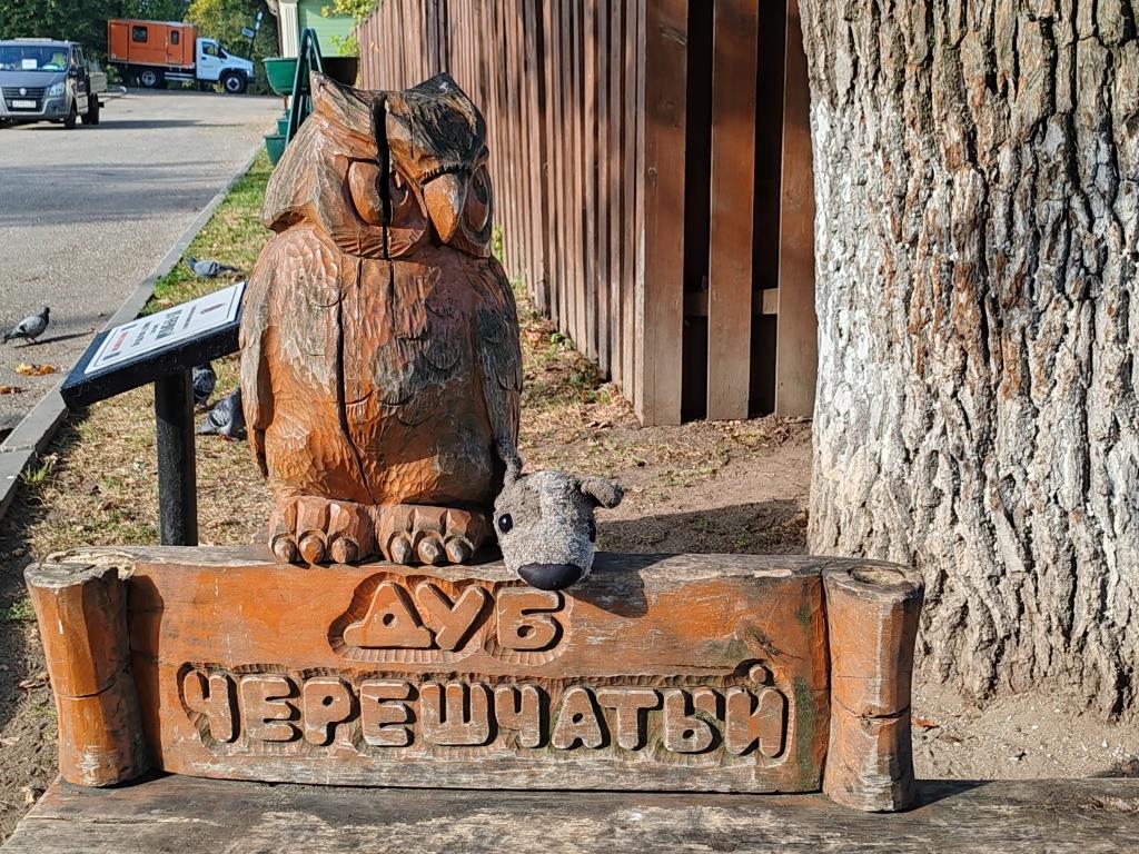 Георгиевская улица и дуб