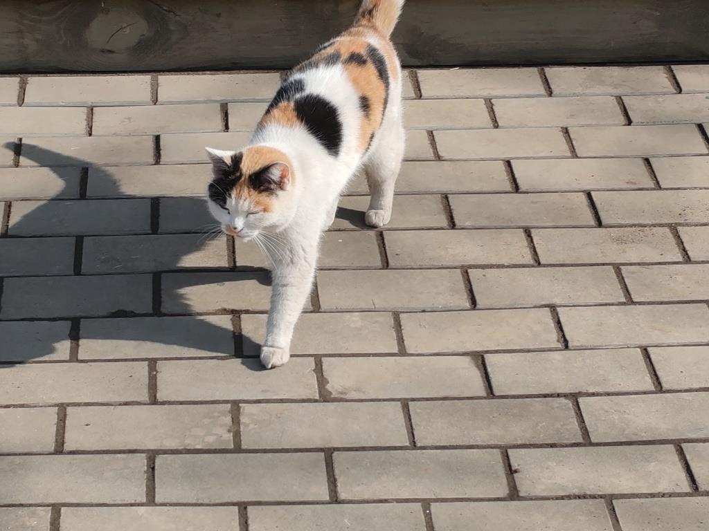 Усадьба Плешанова